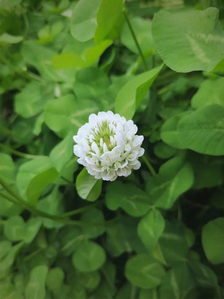 White Clover