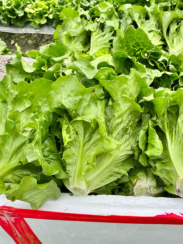 'Jiemei' Late Bolt Italian Lettuce