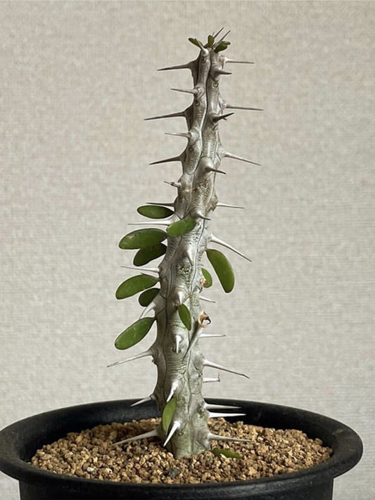 Alluaudia montagnacii Succulent