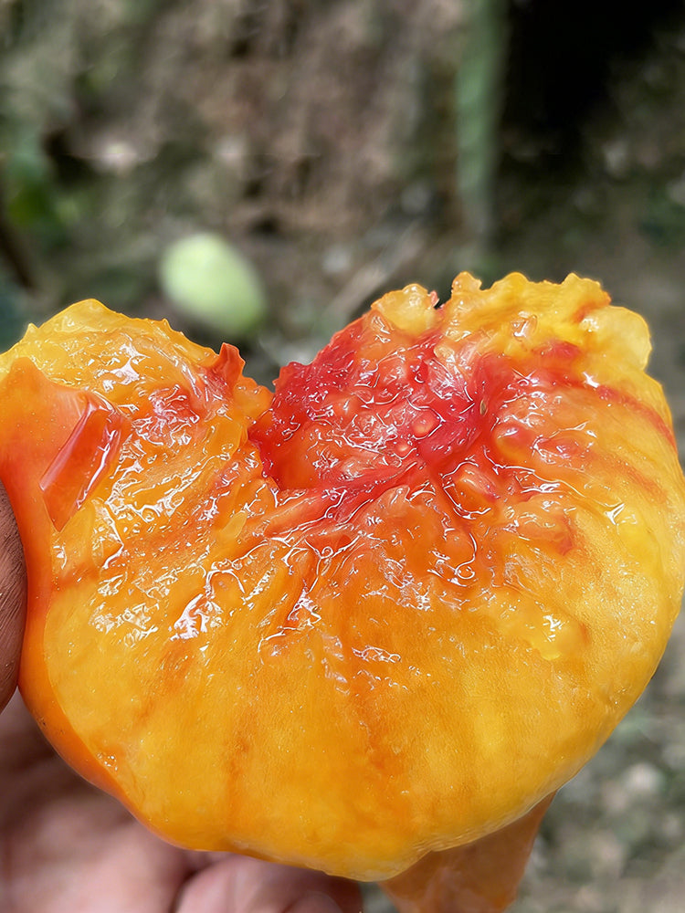 Cocktail Fruit Tomato