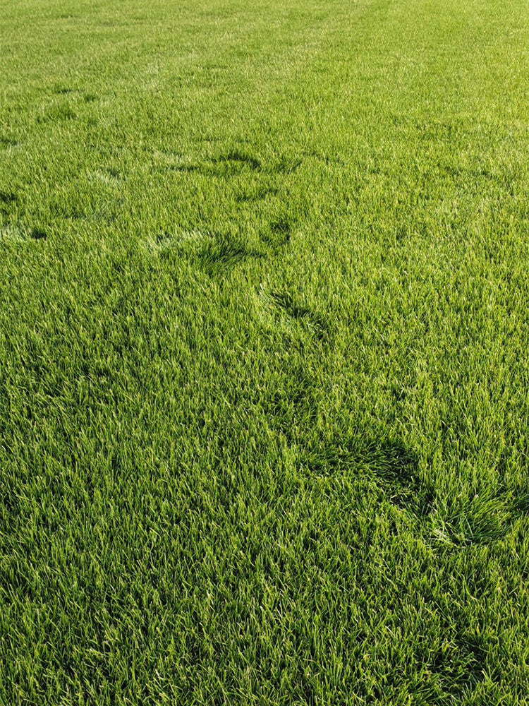 Green Joy Perennial Ryegrass