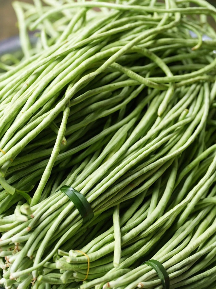 'Zhangtang King' Yardlong Bean