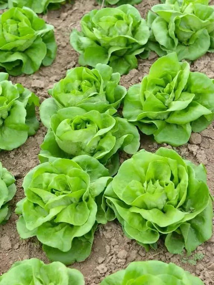 Jiemei Butter Leaf Lettuce