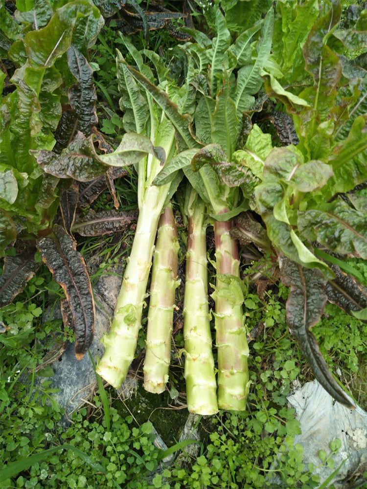 'Xiangsihong' Stem Lettuce