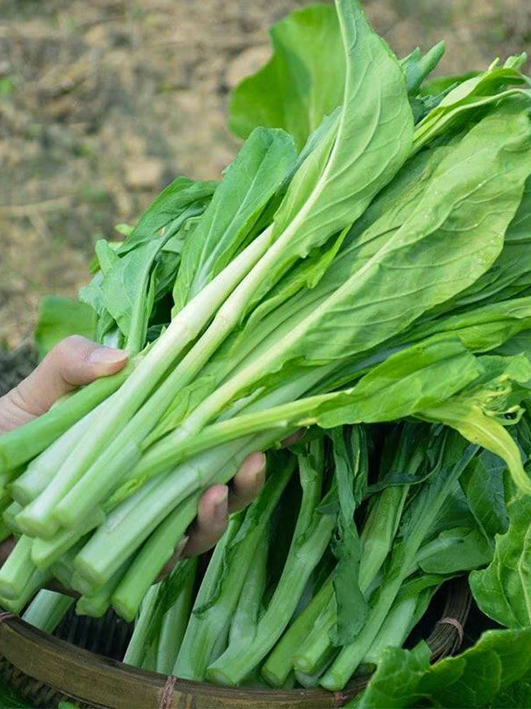 Green Tender Sweet Choy Sum