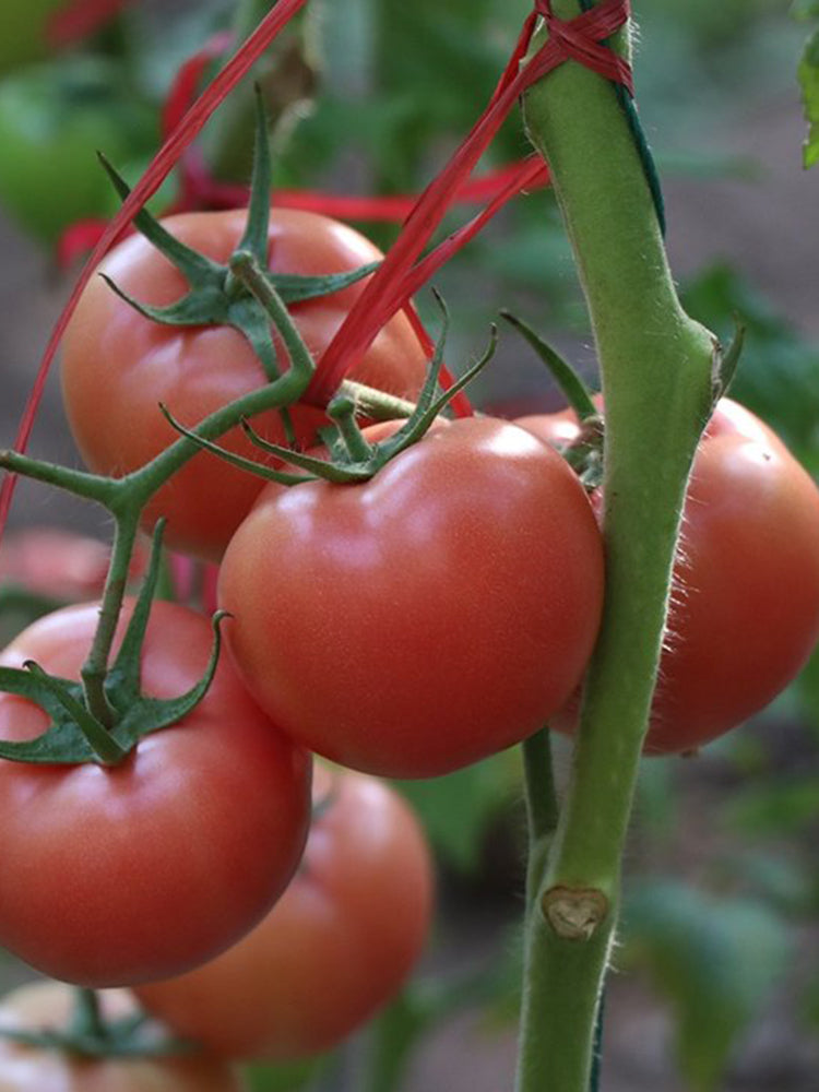 Pink Emperor Tomato