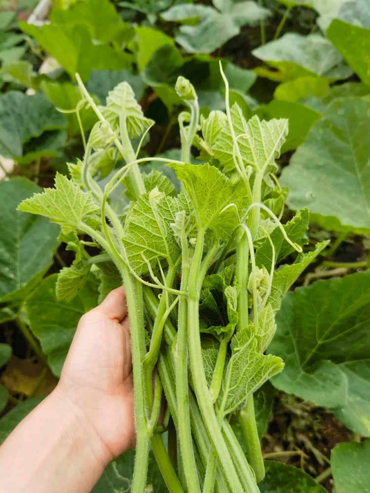 Tasty Pumpkin Shoots