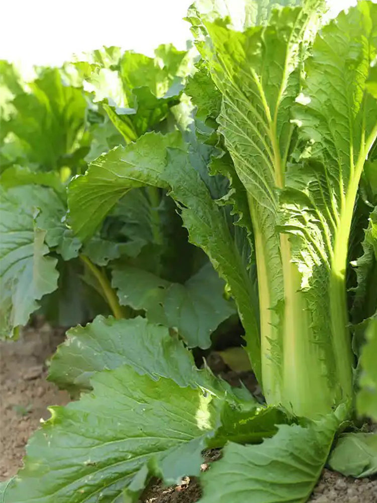 Tianjin Green Napa Cabbage