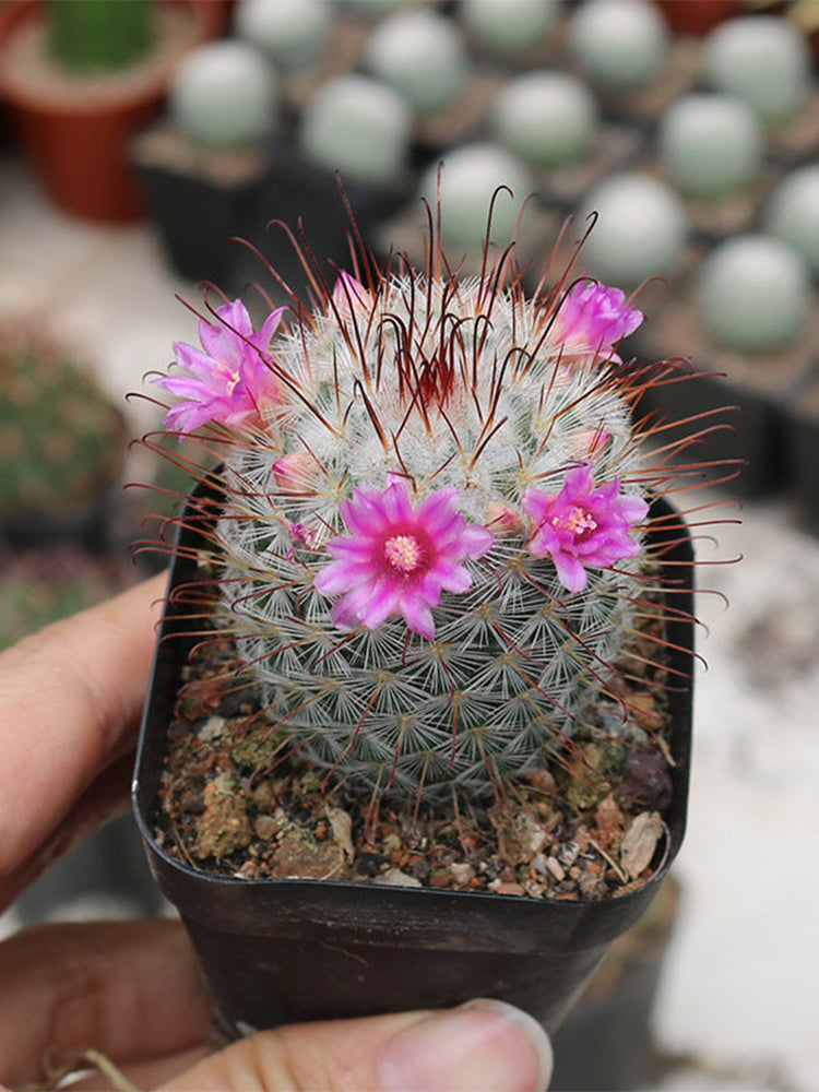 Mammillaria bombycina