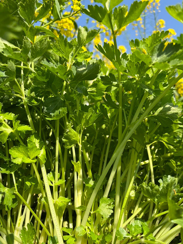 White Bone Yellow Heart Celery