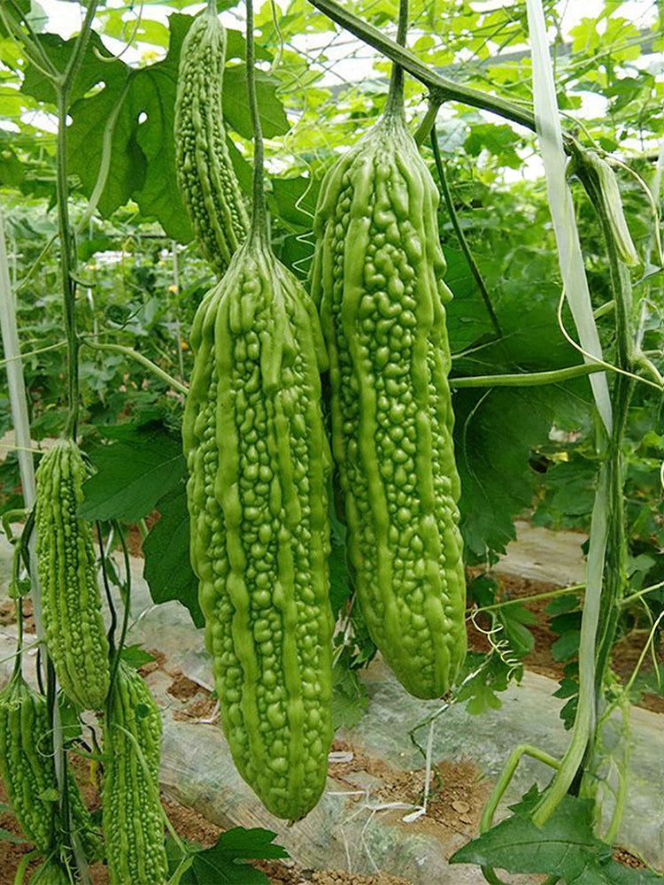 'Jiemei No.6' Bitter Gourd
