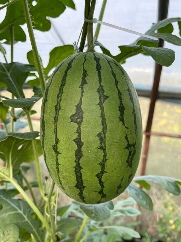 Double-Color Rainbow Watermelon