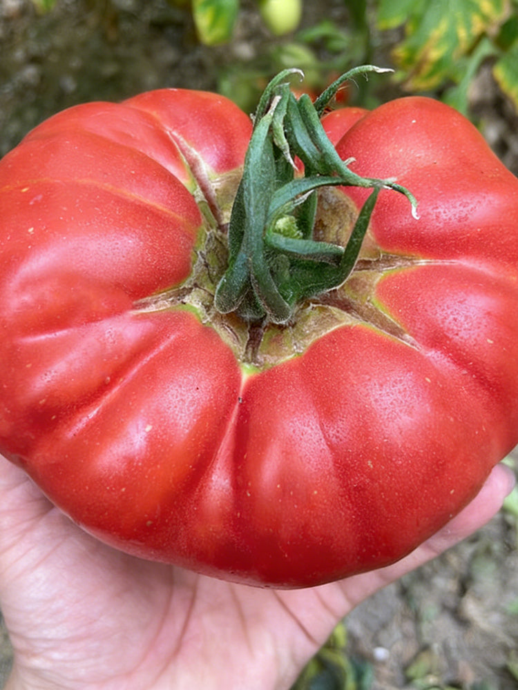 Giant Steak Tomato