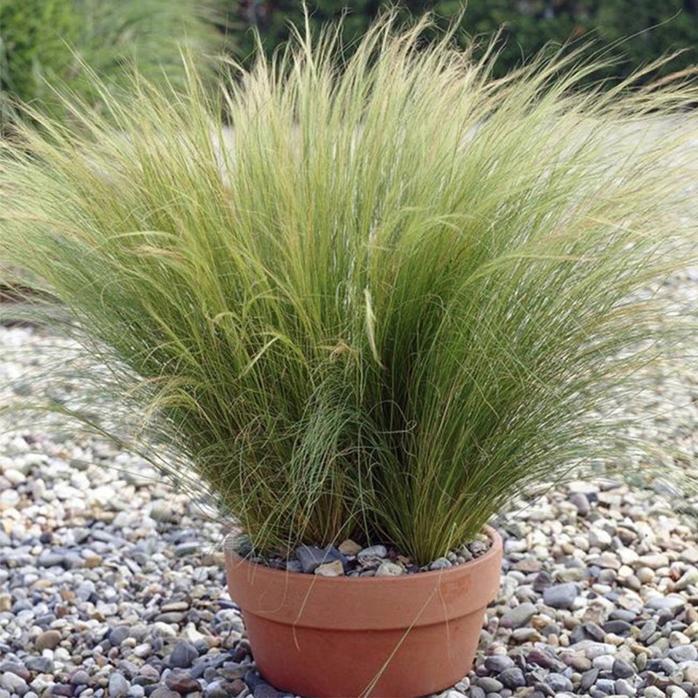 Mexican Feathergrass