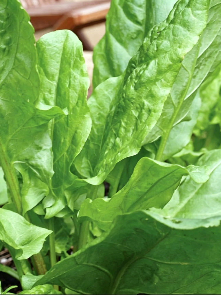 Broad Leaf Sorrel
