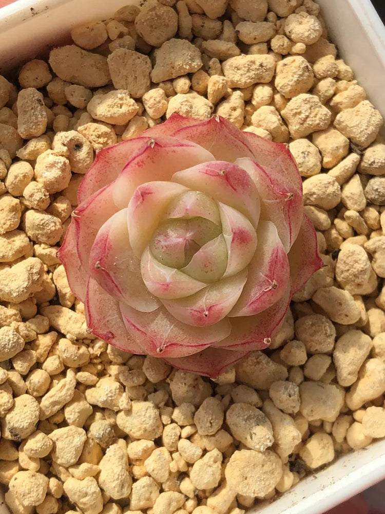 Echeveria cv. 'Pandora Queen'