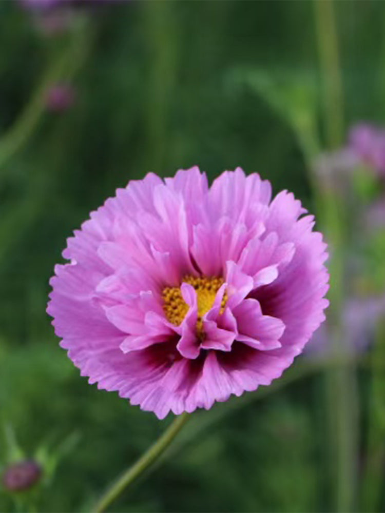 Pink Double Petal Cupcake Cosmos