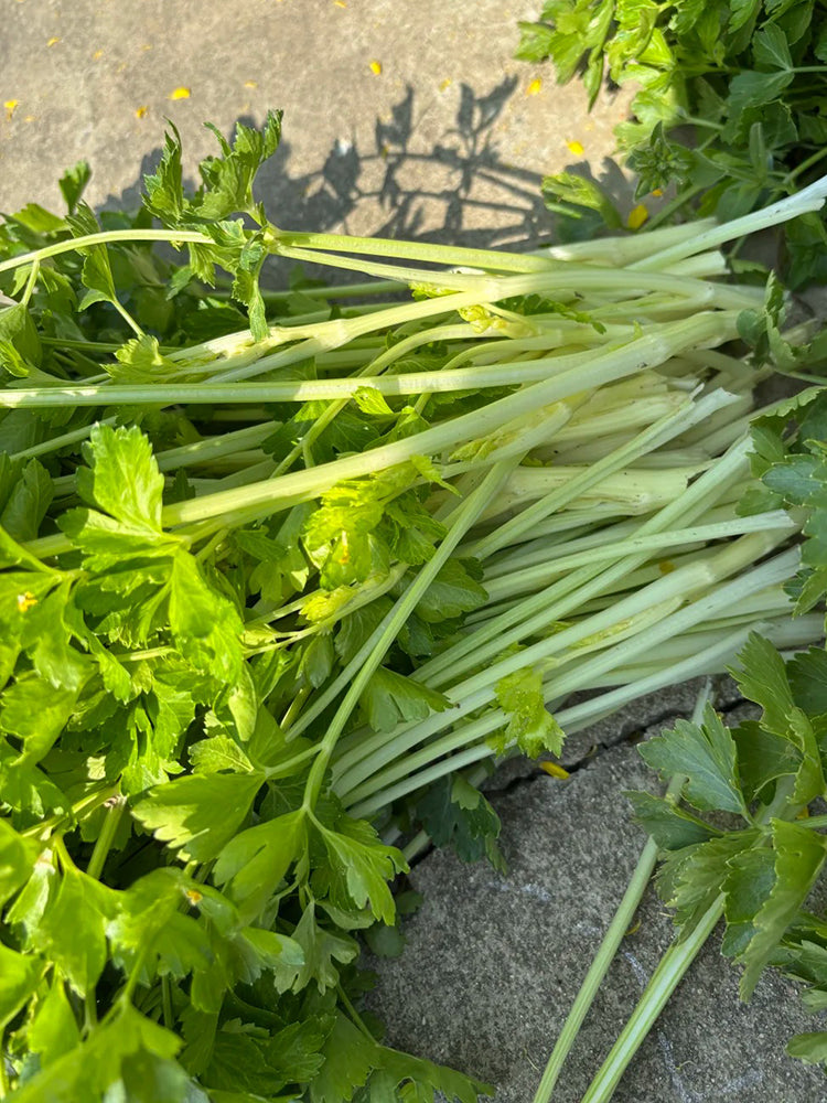 White Bone Yellow Heart Celery