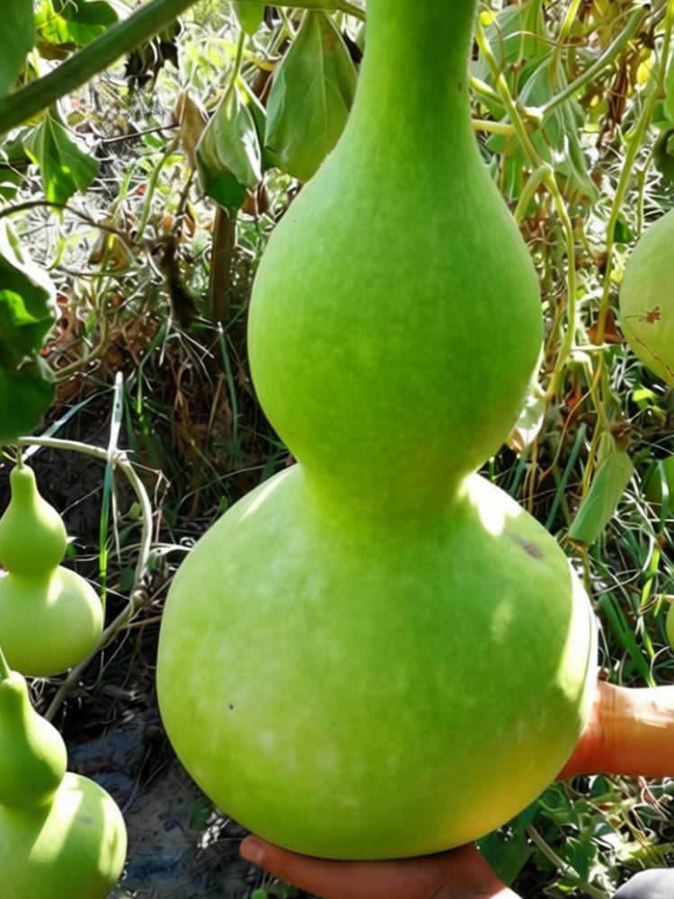 Giant Birdhouse Gourd