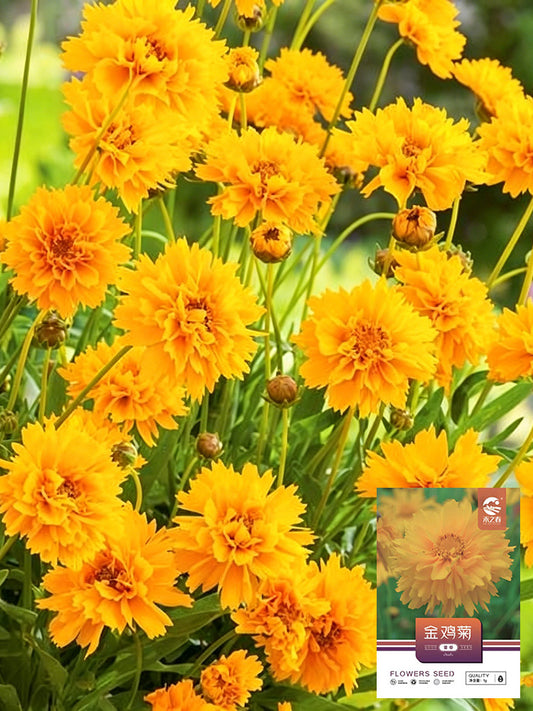 Coreopsis