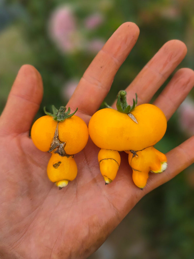 1022 Mini Yellow Inkspot Tomato