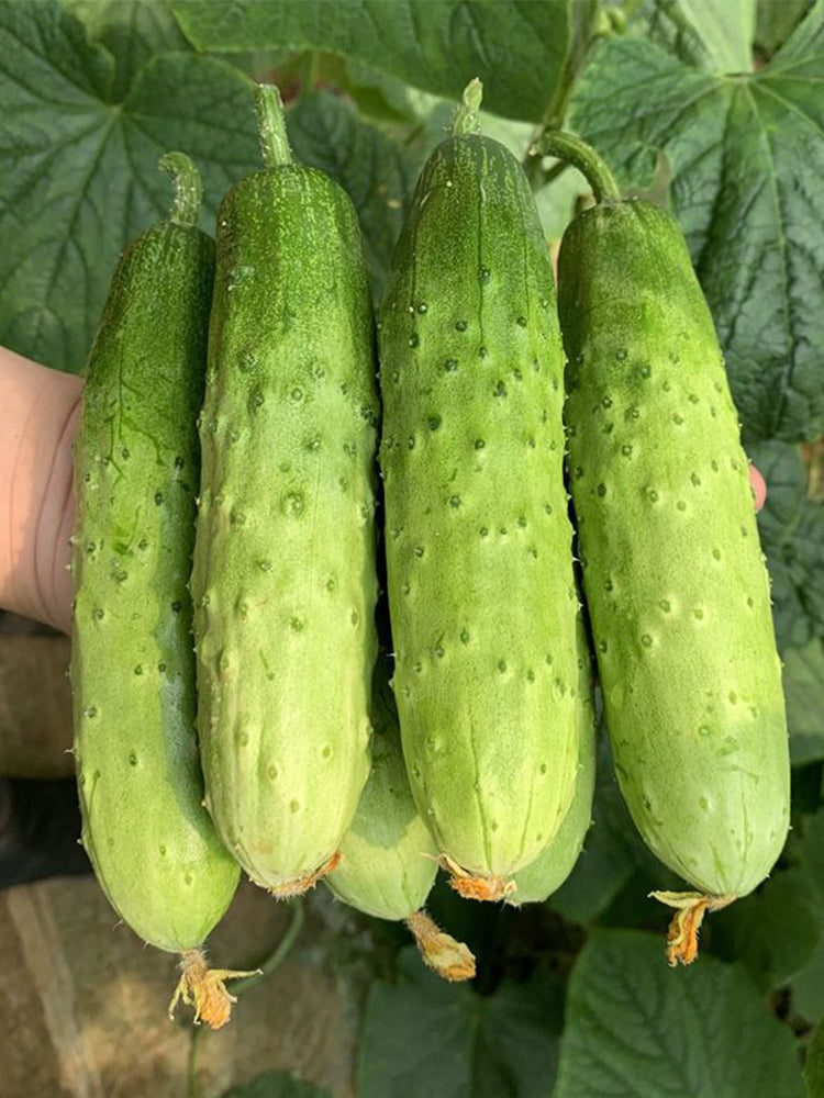 'Supreme' Long Drought Cucumbers