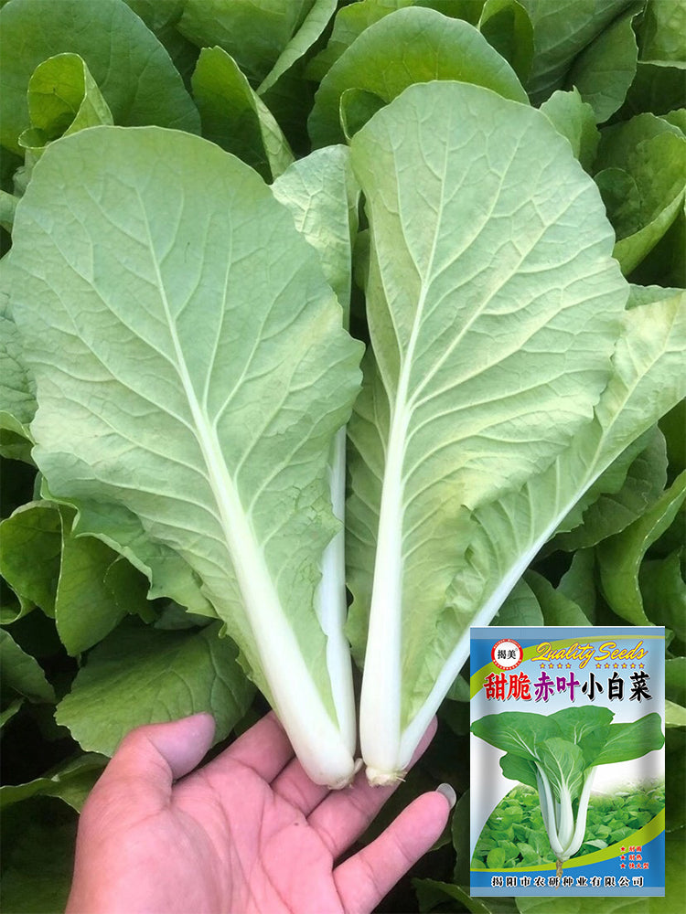 Sweet Crispy 'Chiye' Pak Choi