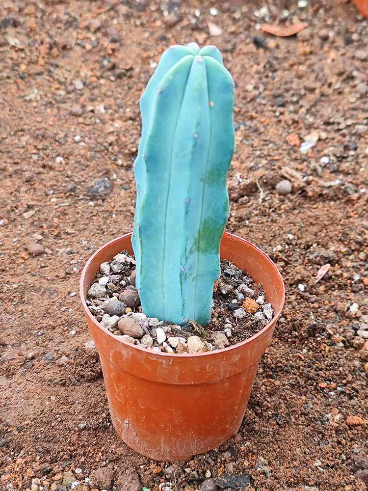 Myrtillocactus geometrizans