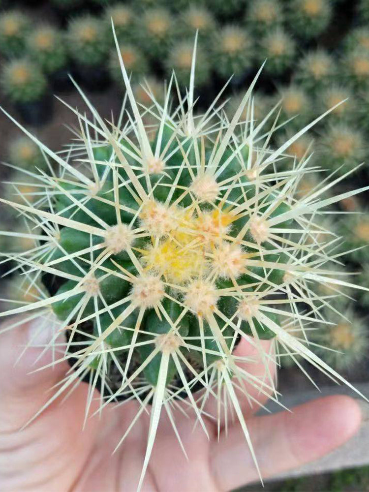 Echinocactus grusonii