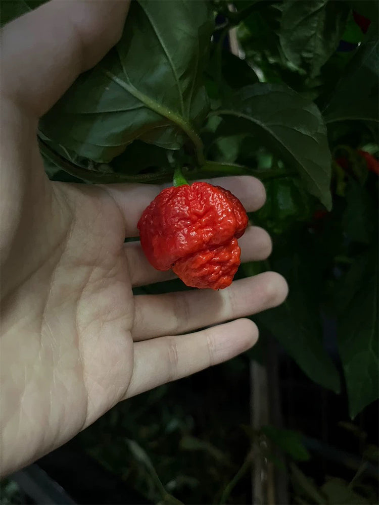Dragon's Breath Pepper