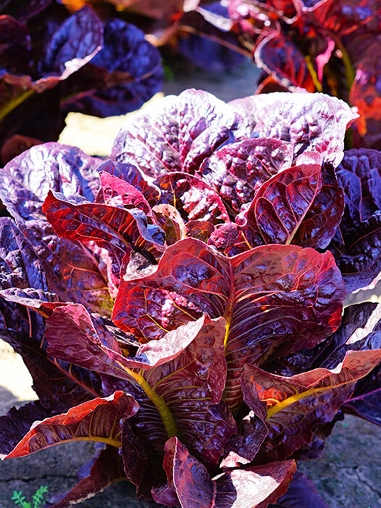 'Jing Zique' Lettuce
