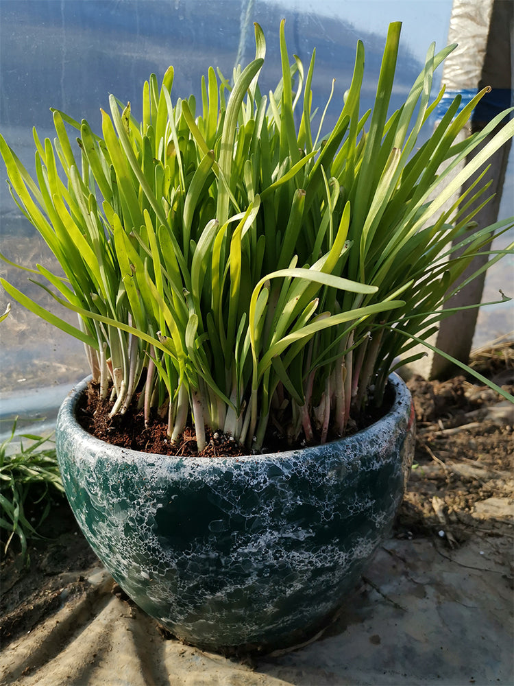 Dugen Red Chinese Chives