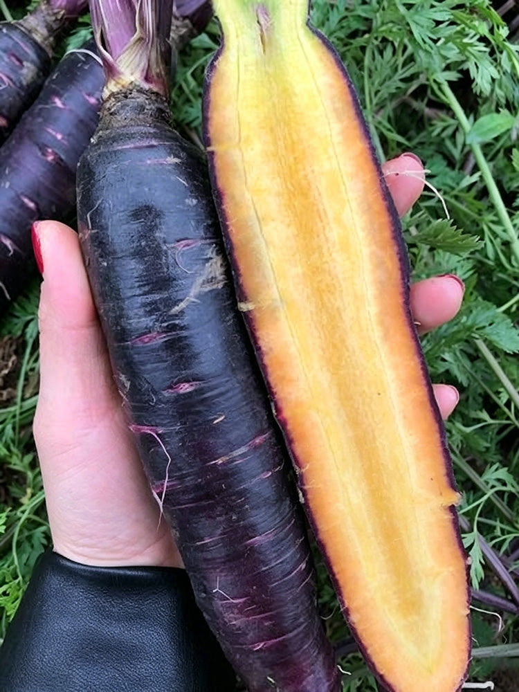 Purple Skin Yellow Flesh Carrot