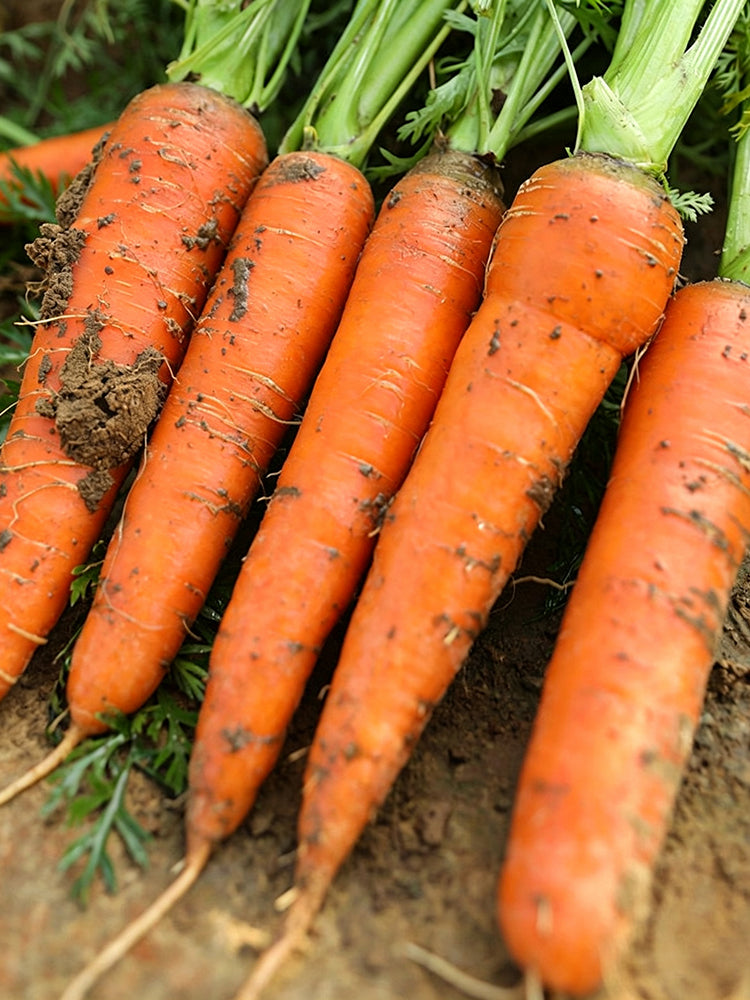 'Huangjian No.1' Carrot