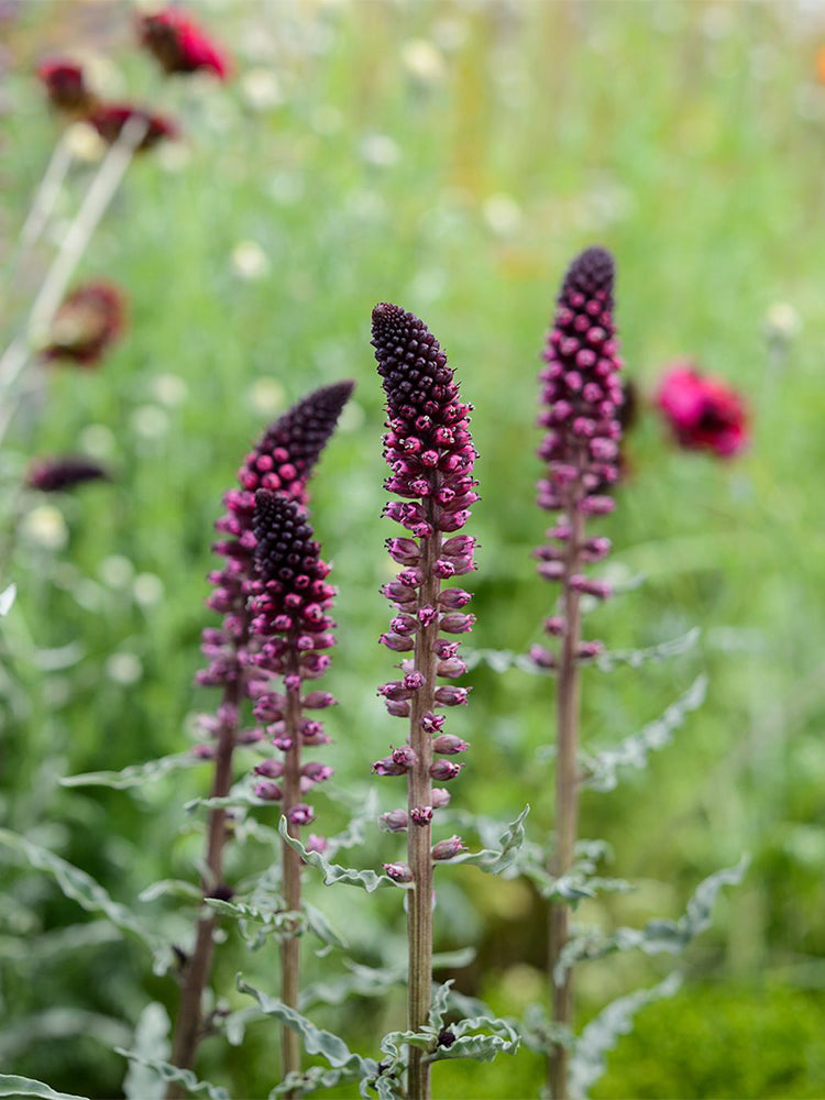 'Beaujolais' Purple Loosestrife