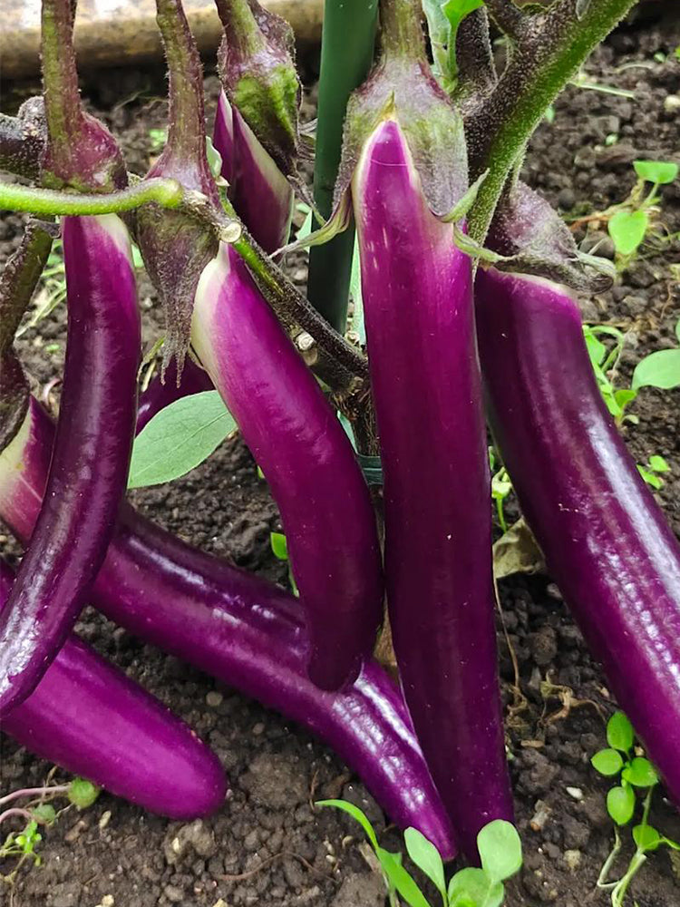 'Hangqie No.1' Eggplant