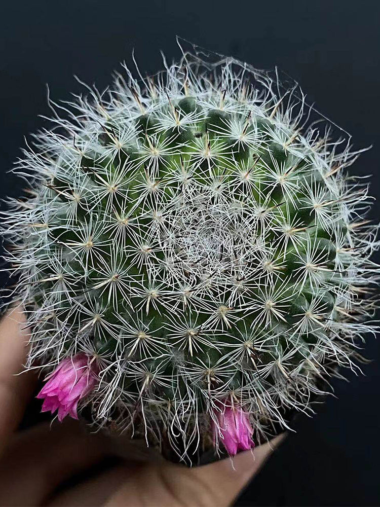 Mammillaria hahniana