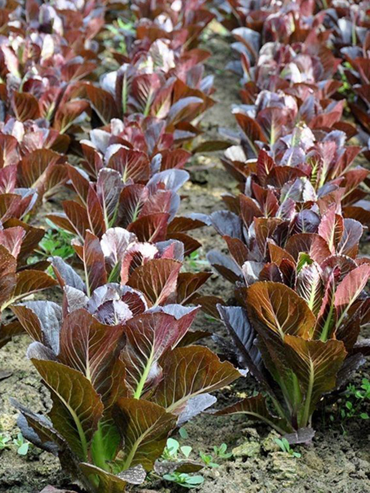 'Creamy Peacock' Lettuce
