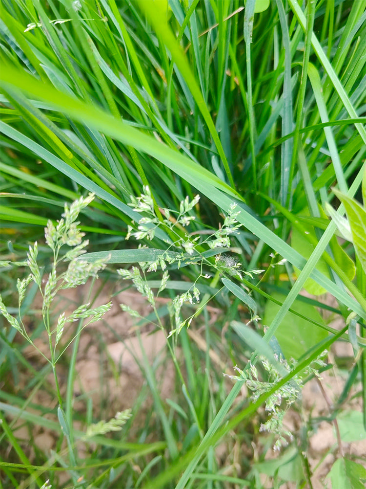 Poa pratensis 'Ginney II BT'