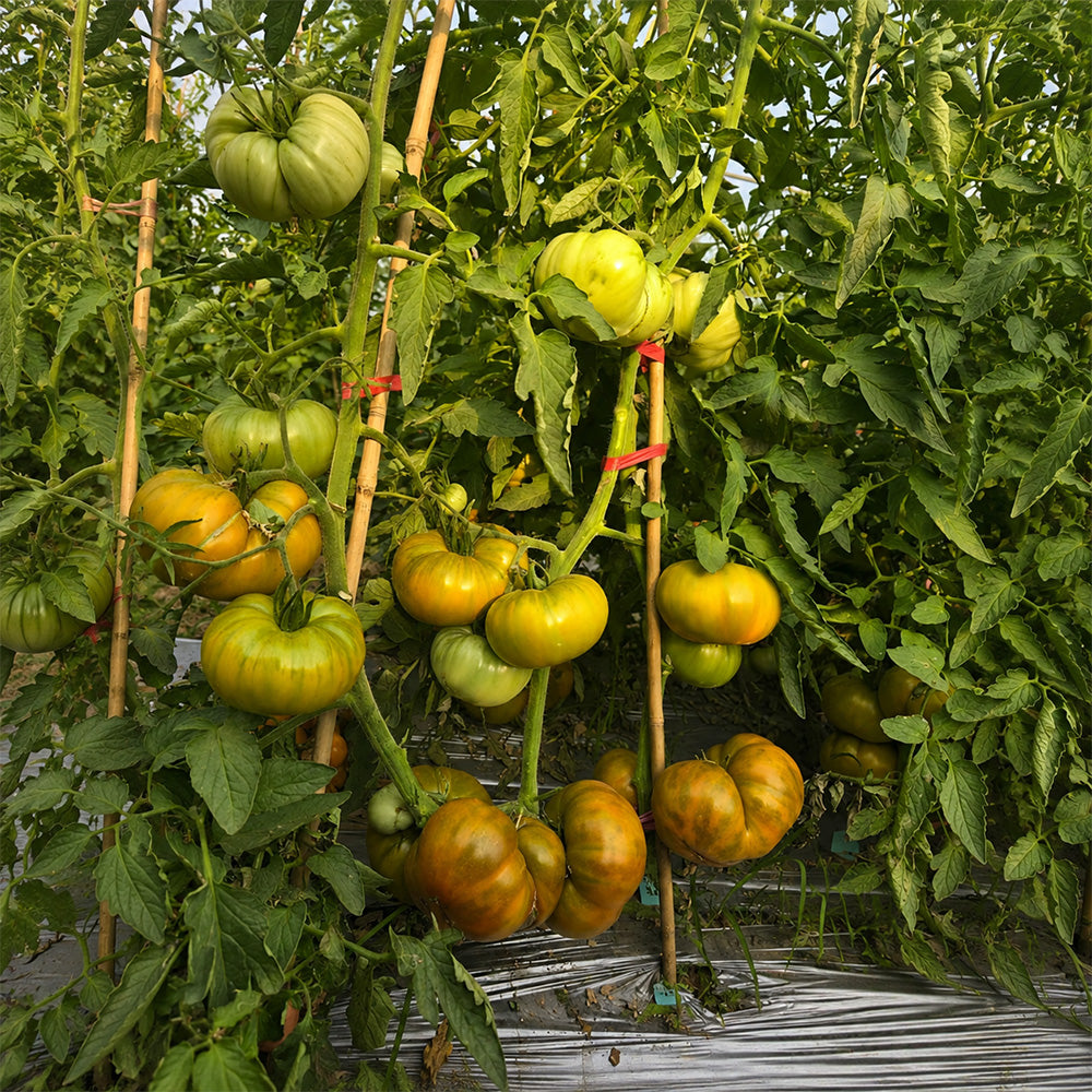 662 Green Fantasy Tomato