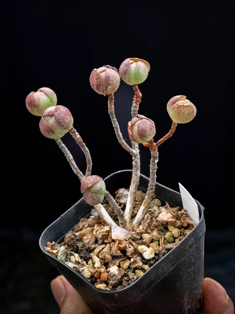 Aeonium saundersii