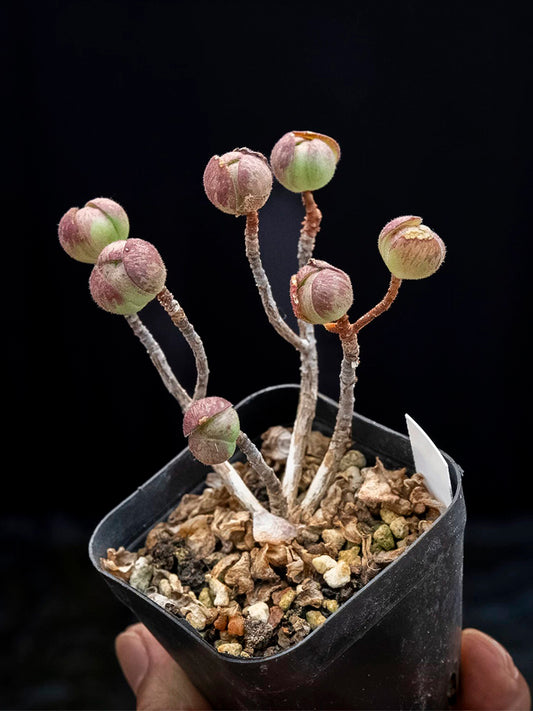 Aeonium saundersii