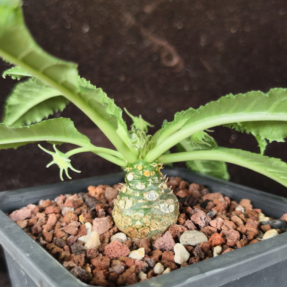 W955 Dorstenia crispa