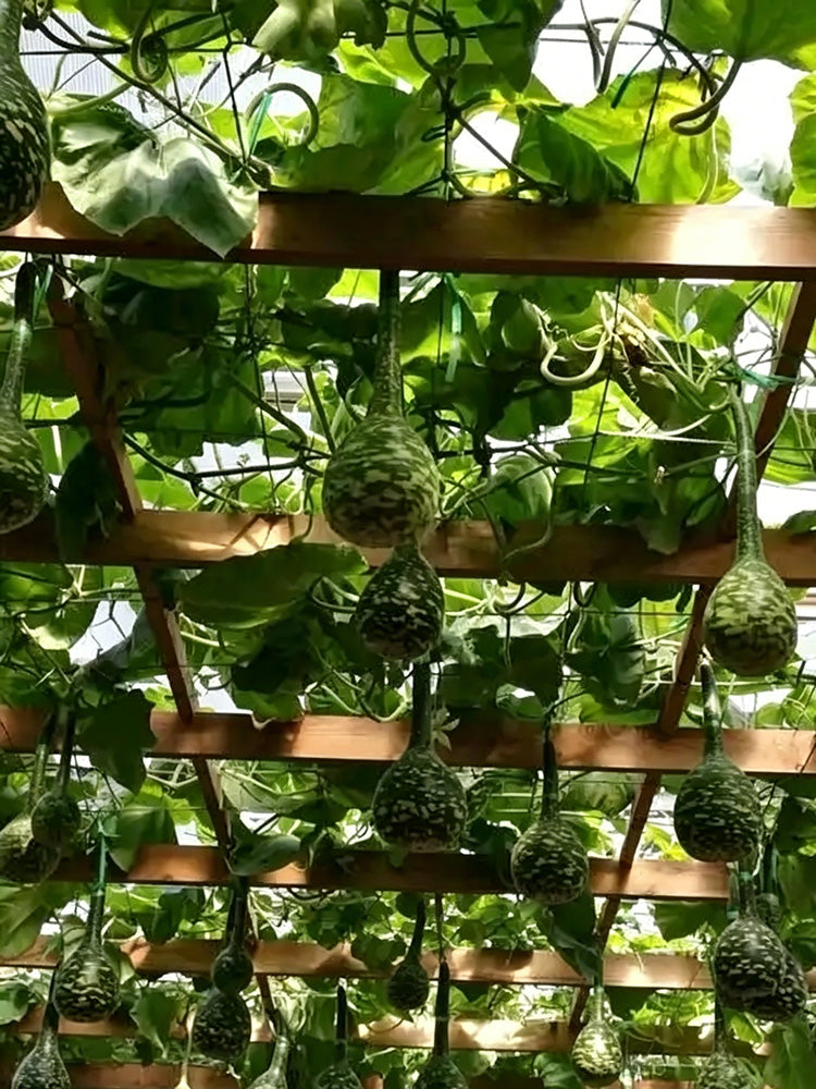 Swan Gourd