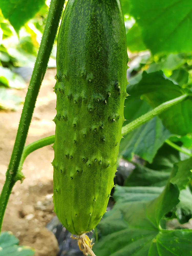 Trellis-Crushing Snack Cucumber