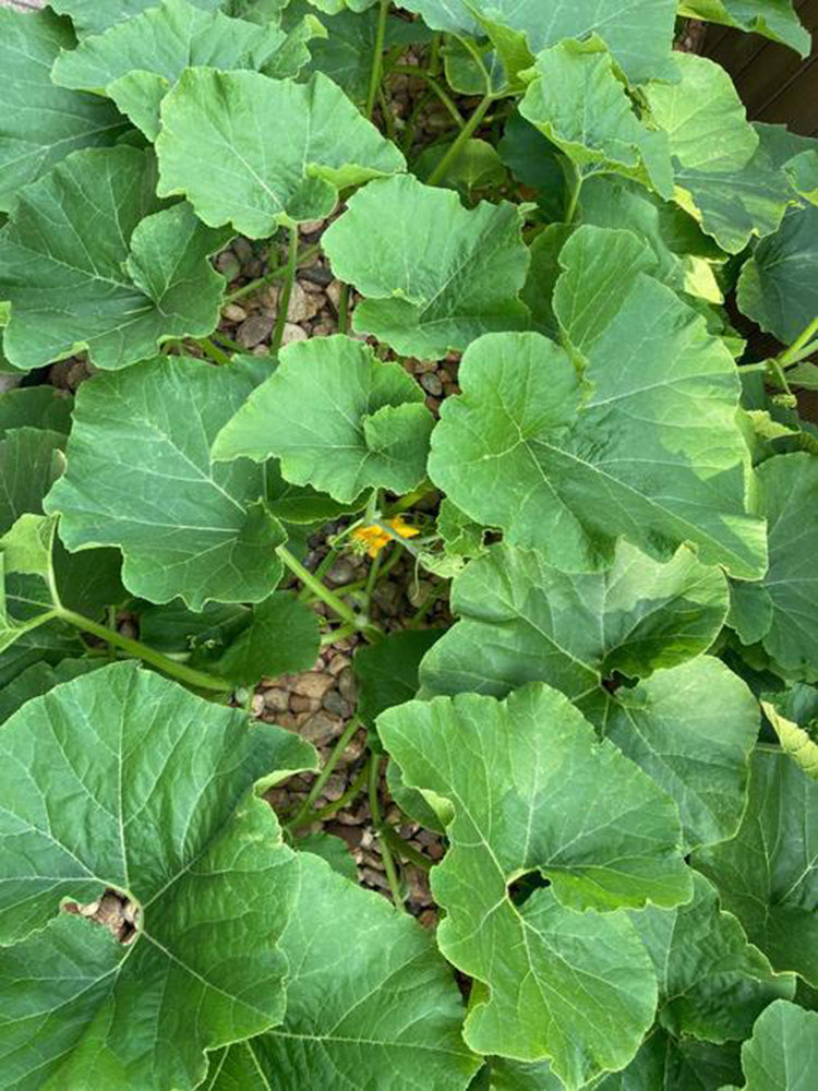 Fushun Ribbed Ugly Pumpkin