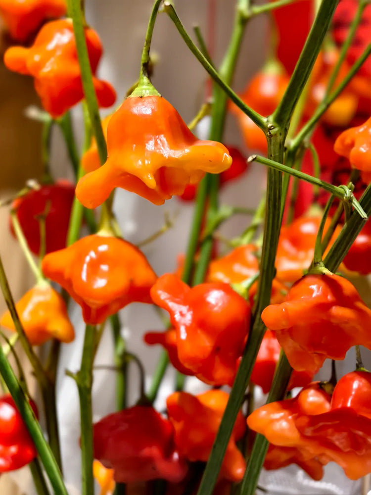 Bishop's Hat Pepper
