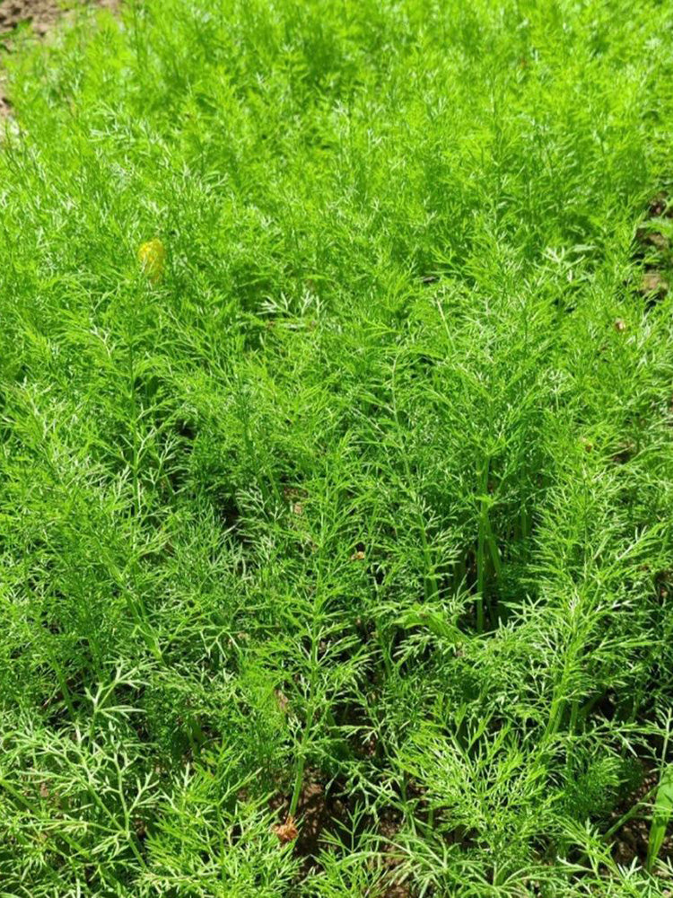 Small Leaf Fennel