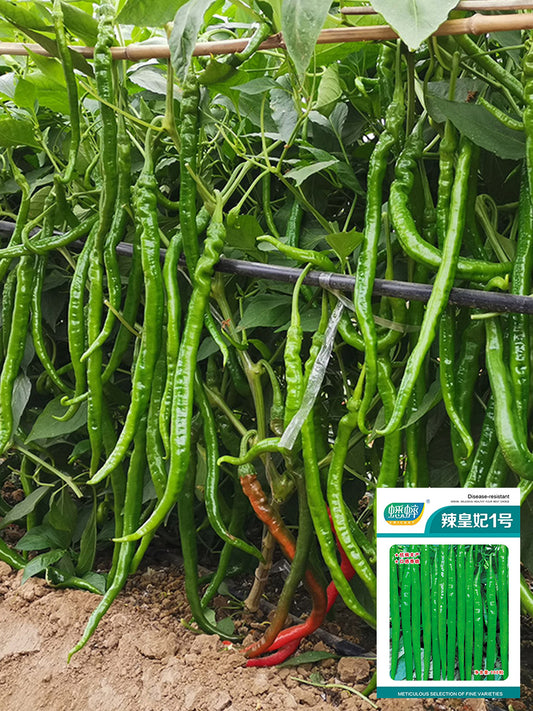'Spicy Empress No. 1' Chili Pepper