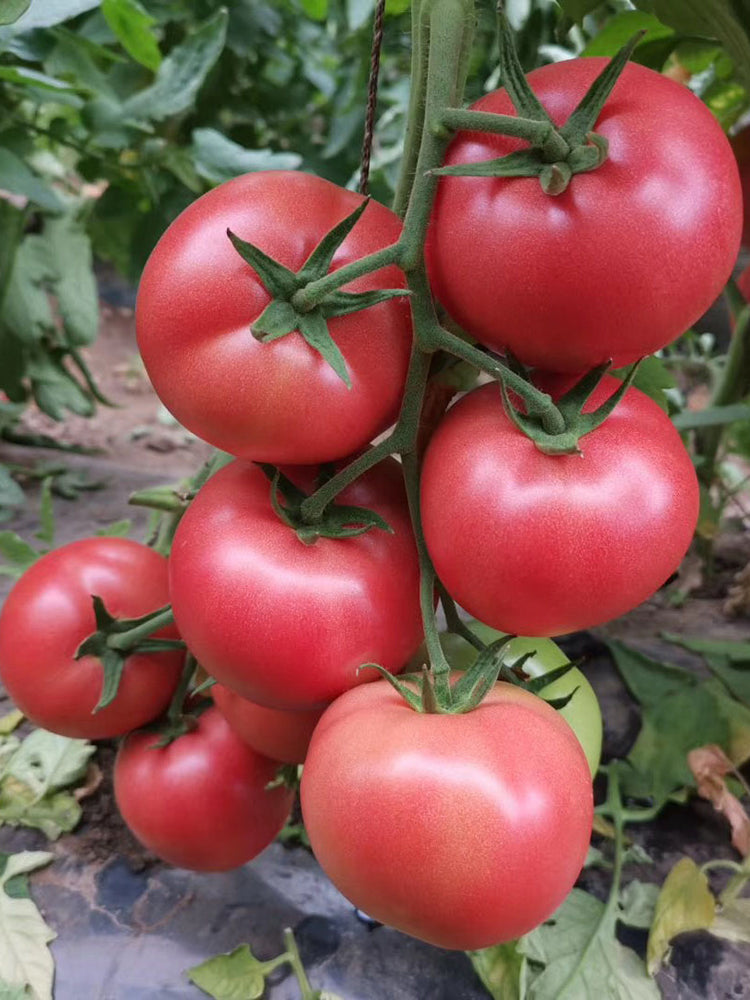 Belia Tomato